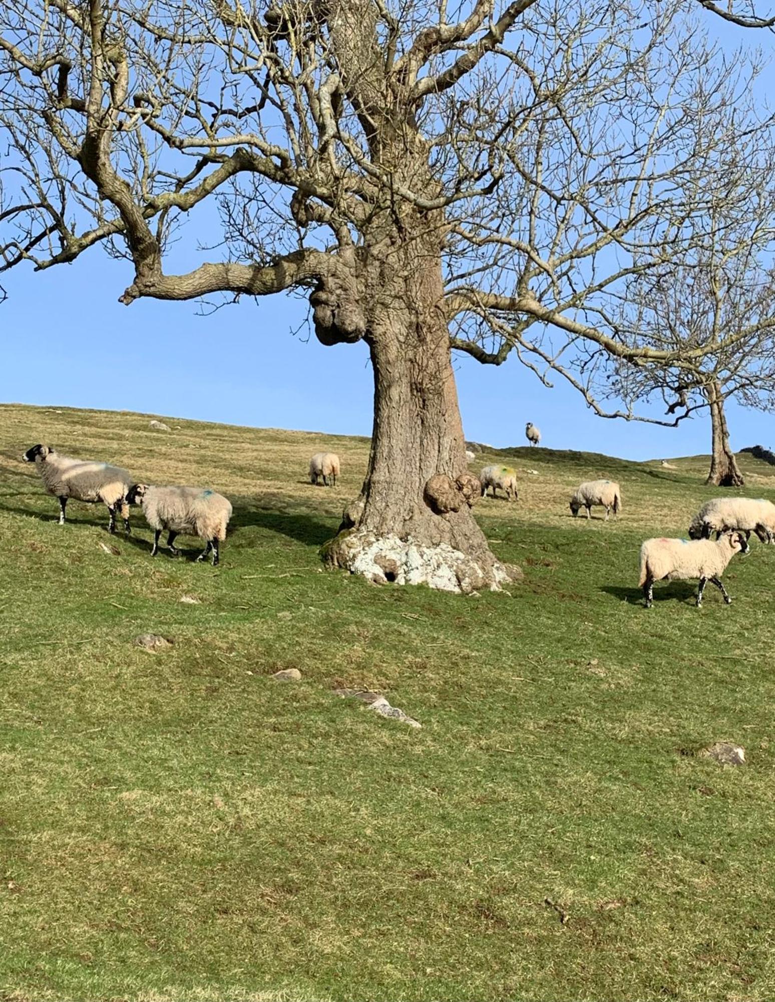 Westside Cottage: Yorkshire Dales Pet-Friendly Retreat Newby  Exterior photo